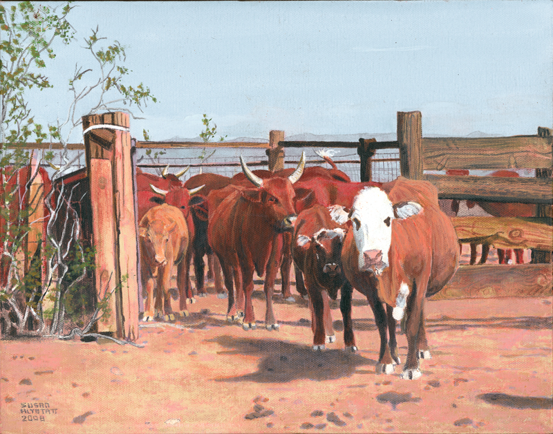 Cattle at Square Tank