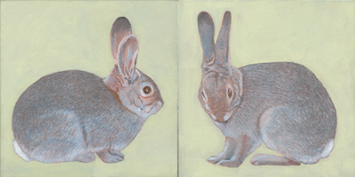 Cottontails